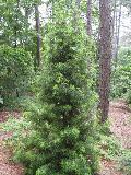 Japanese Umbrella Pine / Sciadopitys verticillata  